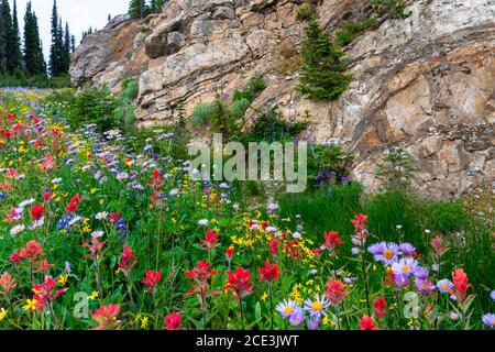 Summer roadside wildflowers on Mount Revelstoke, British Columbia, Canada. Stock Photo