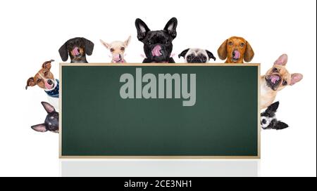 row of dogs behind placard or banner Stock Photo