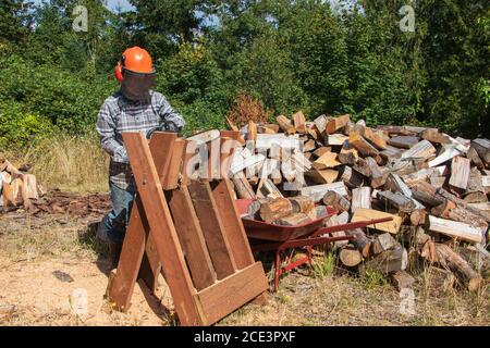 A mature male wearing protective gear sawing wood next to the wood pile in the backyard Stock Photo