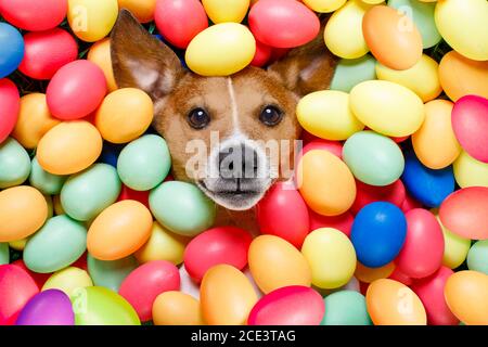 easter bunny dog with eggs Stock Photo