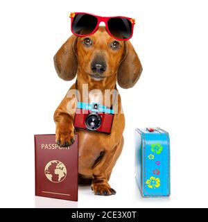 dachshund sausage dog on vacation Stock Photo