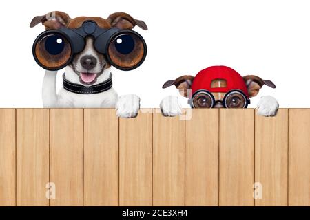 two nosy dogs Stock Photo