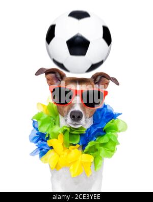 Dog Brasil Royalty-Free Images, Stock Photos & Pictures