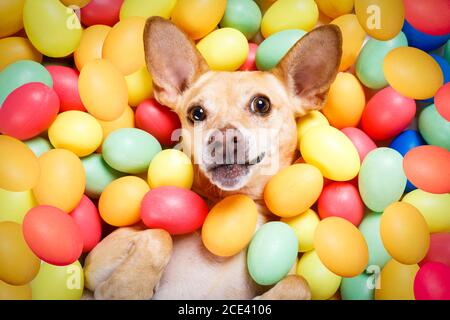 happy easter dog with eggs Stock Photo