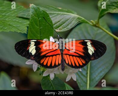 Red Postman Butterfly Stock Photo