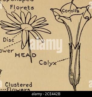 . Wild flowers every child should know : arranged according to color with reliable descriptions of the more common species of the United States and Canada . ClusteredfrC-W- ?^^ FI o w e ra. STRAMONIU-Mn^unnel ?Shaped)or Tubular J Stock Photo