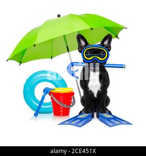 scuba diving dog Stock Photo