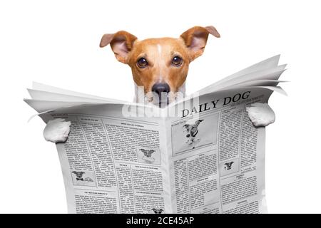 dog reading newspaper Stock Photo