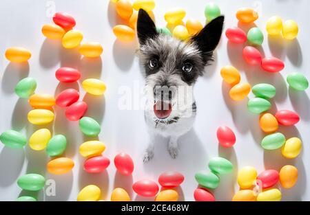 easter bunny dog Stock Photo