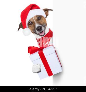 hello goodbye christmas  dog Stock Photo