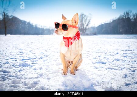 freezing icy dog in snow Stock Photo