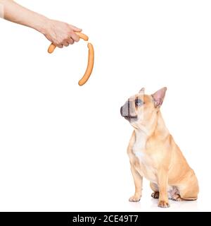 hungry dog Stock Photo