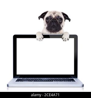 computer dog Stock Photo