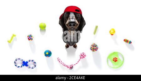 curious dog looks up with toys ready to play Stock Photo