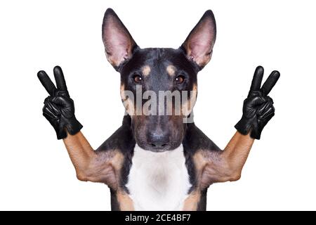 victory peace fingers dog Stock Photo