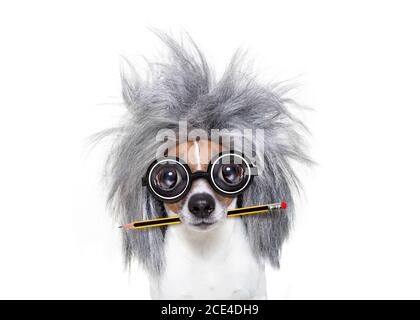 intelligent smart  dog with pencil Stock Photo