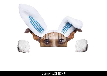 dog easter bunny Stock Photo