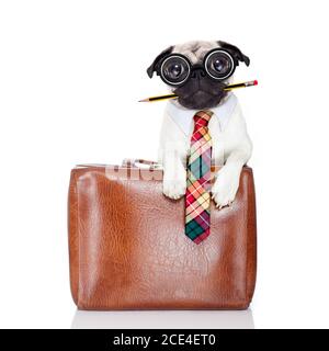 office worker dog Stock Photo