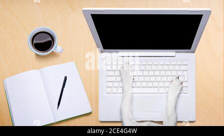 office worker dog  with laptop pc computer on desk table Stock Photo