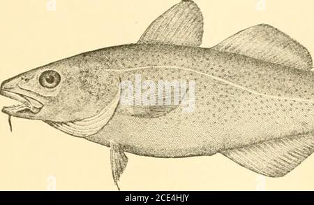. American fishes; a popular treatise upon the game and food fishes of North America, with especial reference to habits and methods of capture . Stock Photo