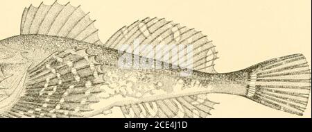 . American fishes; a popular treatise upon the game and food fishes of North America, with especial reference to habits and methods of capture . Stock Photo