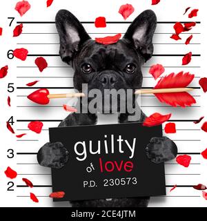 mugshot dog on valentines Stock Photo