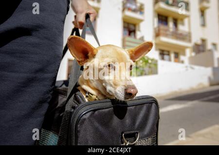 dog in transport box or bag ready to travel Stock Photo