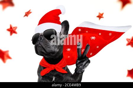 christmas santa claus dog Stock Photo