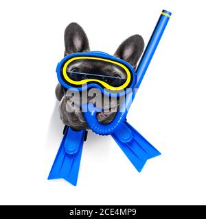 scuba diving dog Stock Photo