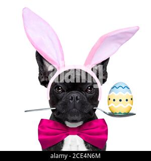 easter bunny dog Stock Photo