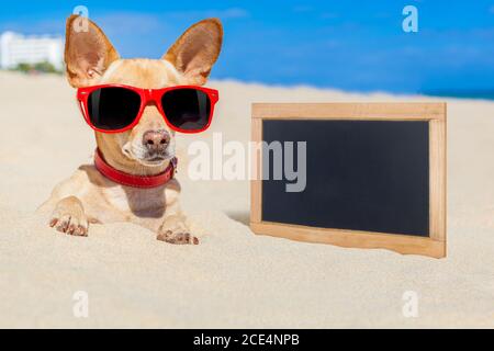 dog buried in sand Stock Photo