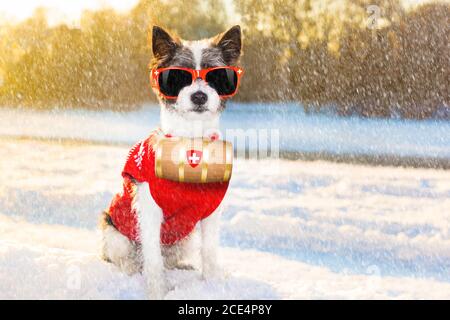 freezing icy dog in snow Stock Photo