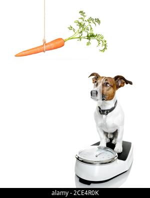 dog on scale , with overweight Stock Photo