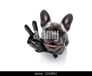 cool curious  dog looks up Stock Photo