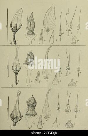 . The Gardens' bulletin; Straits Settlements . A. Anisoptera costata, Korth., B. Anisoptera oblonga, Dyer,C. Anisoptera marginata, Korth. Gard. Bull. S. S.,Voi. VIII. Plate IV.. A. Anisoptera raegistocarpa, V. SI., B. Anisoptera Curtisii, Dyer,C. Anisoptera thurifera (Blco.) Bl. Gard. Bull. S. S.,Vol. VIII, Plate V. Stock Photo