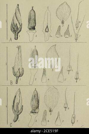 . The Gardens' bulletin; Straits Settlements . Anisoptera laevis, Ridl. Gard. Bull. S.S.,Vol. VIII. Plate III.. A. Anisoptera costata, Korth., B. Anisoptera oblonga, Dyer,C. Anisoptera marginata, Korth. Gard. Bull. S. S.,Voi. VIII. Plate IV. Stock Photo