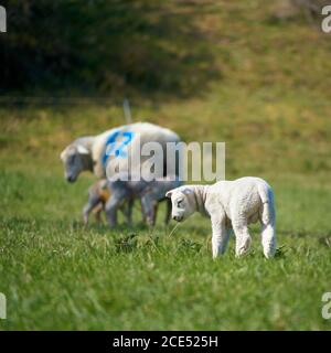 Young newborn lamb on a meadow in spring Stock Photo