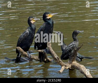 Great Cormorants, Phalacrocorax carbo, with Little Black Cormorants, Phalacrocorax sulcirostris,on a log overhanging water in outback Australia Stock Photo