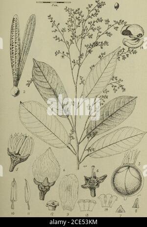 . The Gardens' bulletin; Straits Settlements . Anisoptera scaphula (Roxb.) Pierre Gard. Bull. S.S.,Vol. VIII. Plate II.. Anisoptera laevis, Ridl. Gard. Bull. S.S.,Vol. VIII. Plate III. Stock Photo