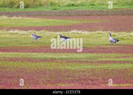 Greylag Geese in a salt meadow with glasswort in fall colours Stock Photo