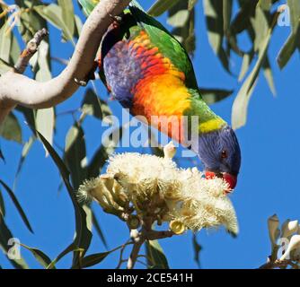 Brightly coloured Rainbow Lorikeet feeding on cluster of white flowers of Eucalyptus / gum tree against a blue sky in outback Australia Stock Photo