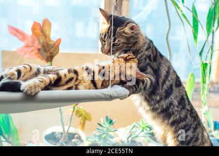 Two cute bengal kittens gold and chorocoal color laying on the cat's window bed playing and fighting. Stock Photo