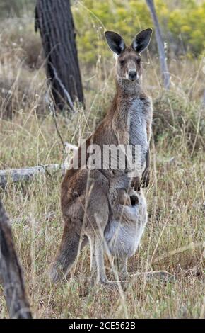 Beautiful female Australian Eastern Grey kangaroo  in the wild, with joey in her extended pouch, alert and staring at camera, in bushland in Australia