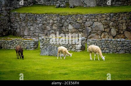 Three llamas on the ruins of Machu Picchu, Peru Stock Photo