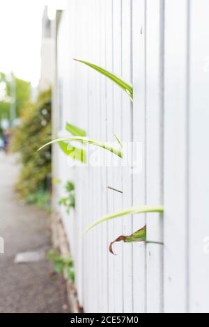 Plants through the white picket fence in the street Stock Photo