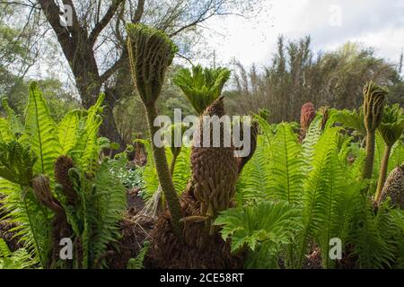 Giant Rhubarb (Gunnera Manicata) Stock Photo