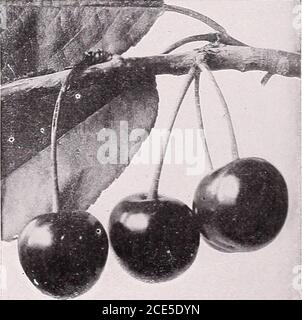 . Armstrong Nurseries . um). Theseminute insects dwell in the wild or Capri figs and conveythe pollen into the edible fig. Capri No. 1. The wild fig, which must be grown inconnection with the Smyrna, the ratio being five Capritrees to an acre of Smyrnas. Celeste. Fruit large, reddish brown; flesh dark red;especially desirable for preserves and crystalizing. Be-comes very sweet if left on tree and allowed to dry up. Mission. The well known California Black Fig. Thetree is a very strong grower and good fruiter. The lead-ing black variety for shipping and drying. San Pedro Black. A fine table var Stock Photo