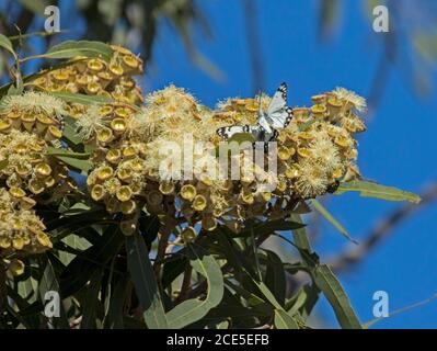 Large cluster of beautiful creamy white flowers and foliage of Eucalyptus / gum tree against blue sky in outback Australia, with butterfly on flowers Stock Photo