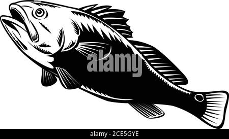 Illustration of a red drum, redfish, channel bass, puppy drum or