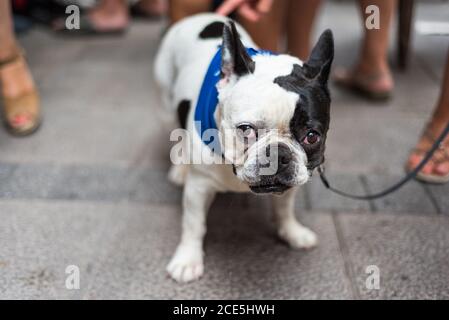 Black and white female French bulldog outside a bar next to its owner and friends in Santander, Cantabria, Spain during Santander Festivity. July 2019 Stock Photo